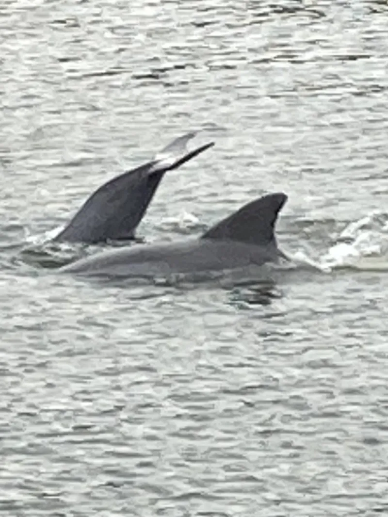 DOLPHINS-VERO-BEACH